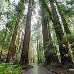 Muir Woods National Monument
