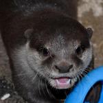 SeaQuest Roseville