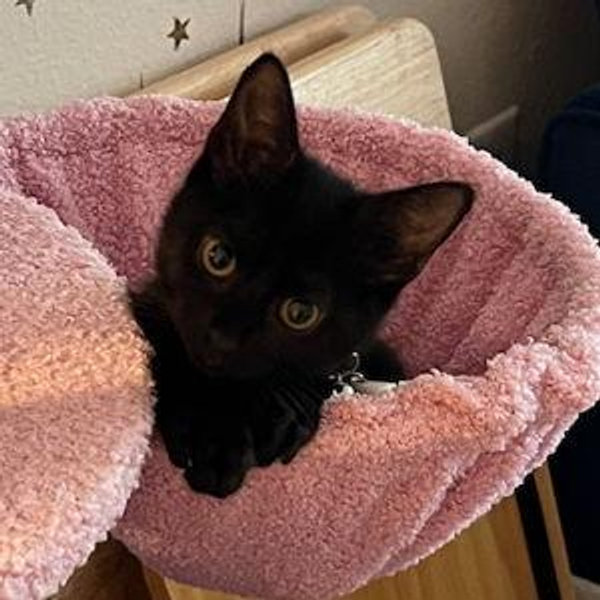 Pet Care For Our Honeymoon