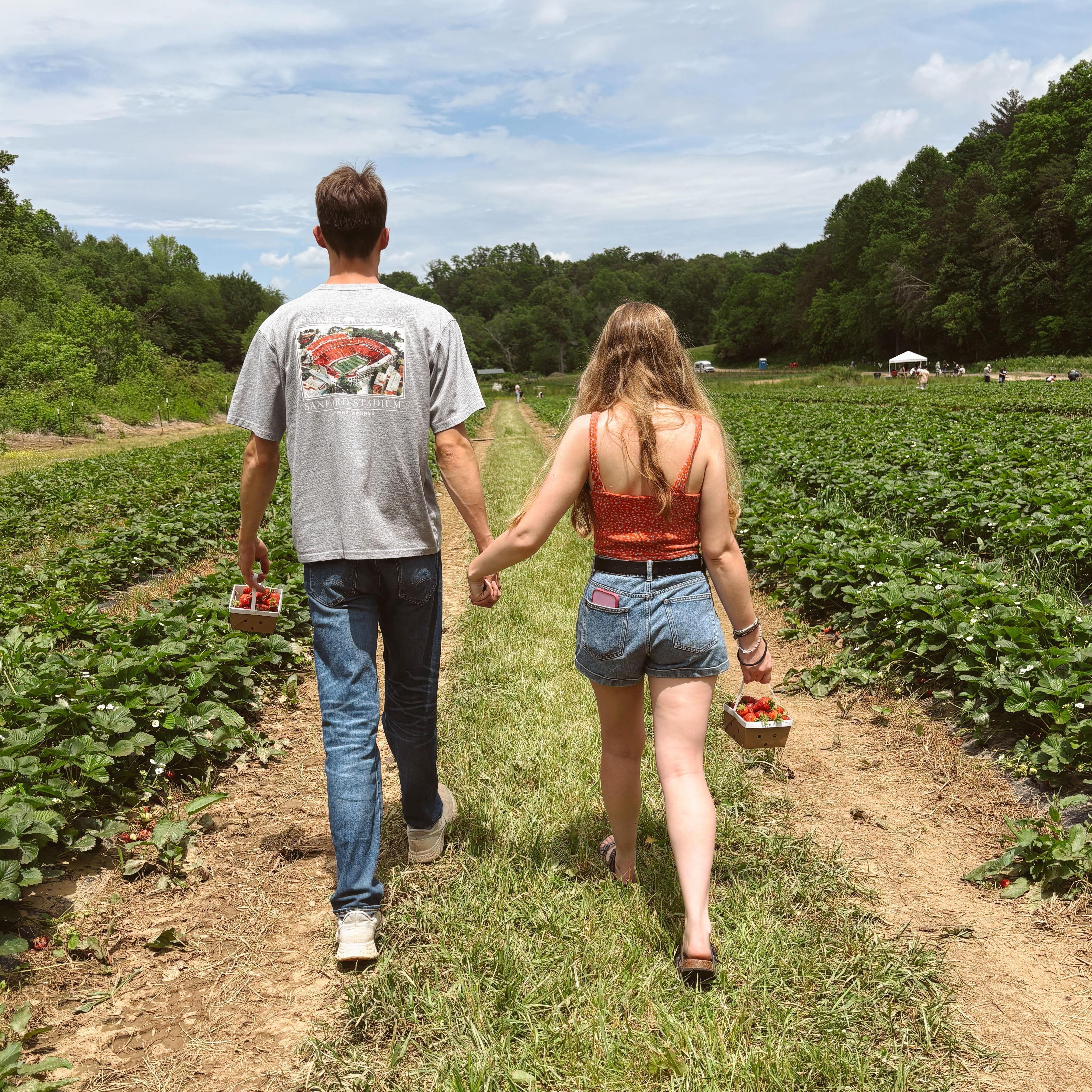 Strawberry picking:
May 18, 2025