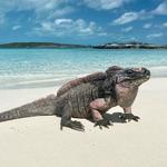 Iguana Beach