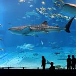 Vancouver Aquarium