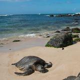 Laniakea Beach