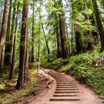 Muir Woods National Monument