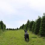 Old Barn Winery and Vineyards