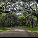 Wormsloe Historic Site