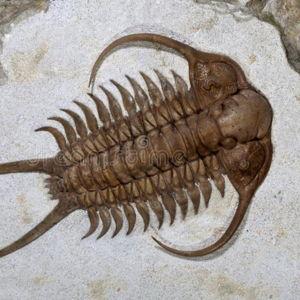 Matt's Mineral and Fossil Fund