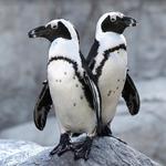 San Diego Zoo