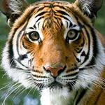 Zoo Knoxville