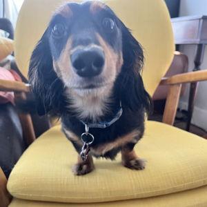 Treats, Please! -Milo