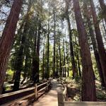 Redwood Grove Nature Preserve + Shoup Park