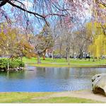 Boston Public Garden