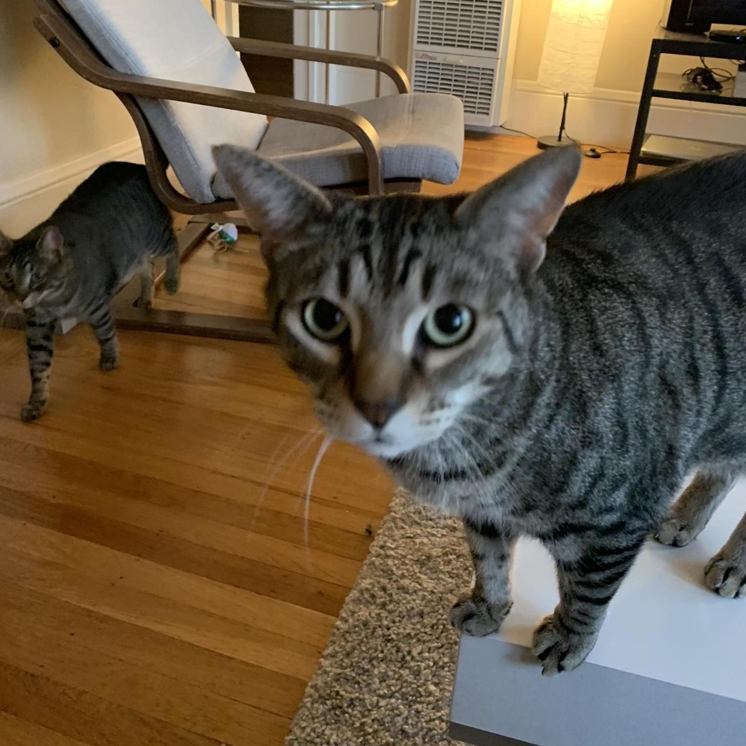 Everyone, meet our Fritz.  He demands a treat.