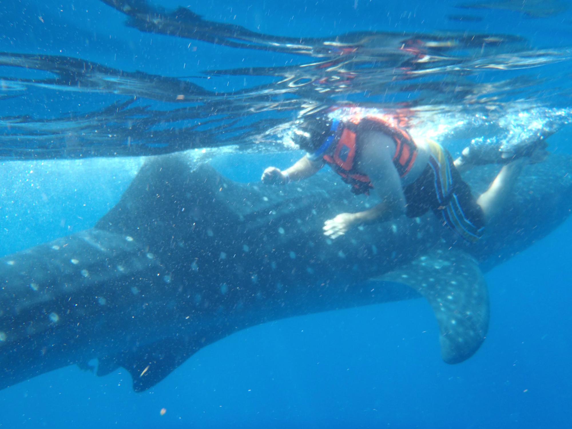 Dustin trying to touch and ride the Whale Shark