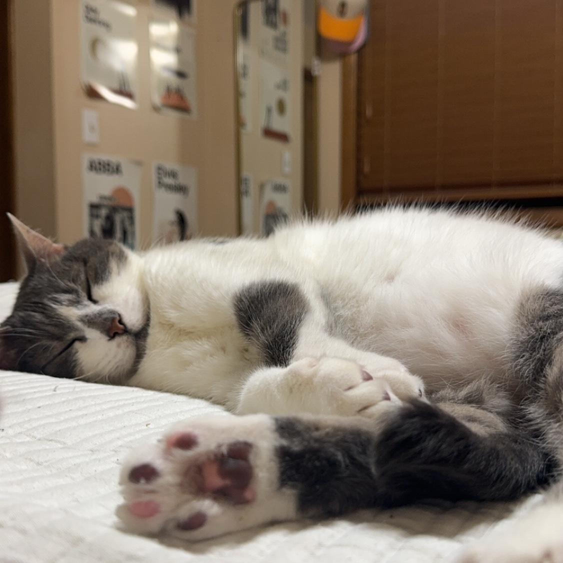 A special spot for our fur baby, Comet!