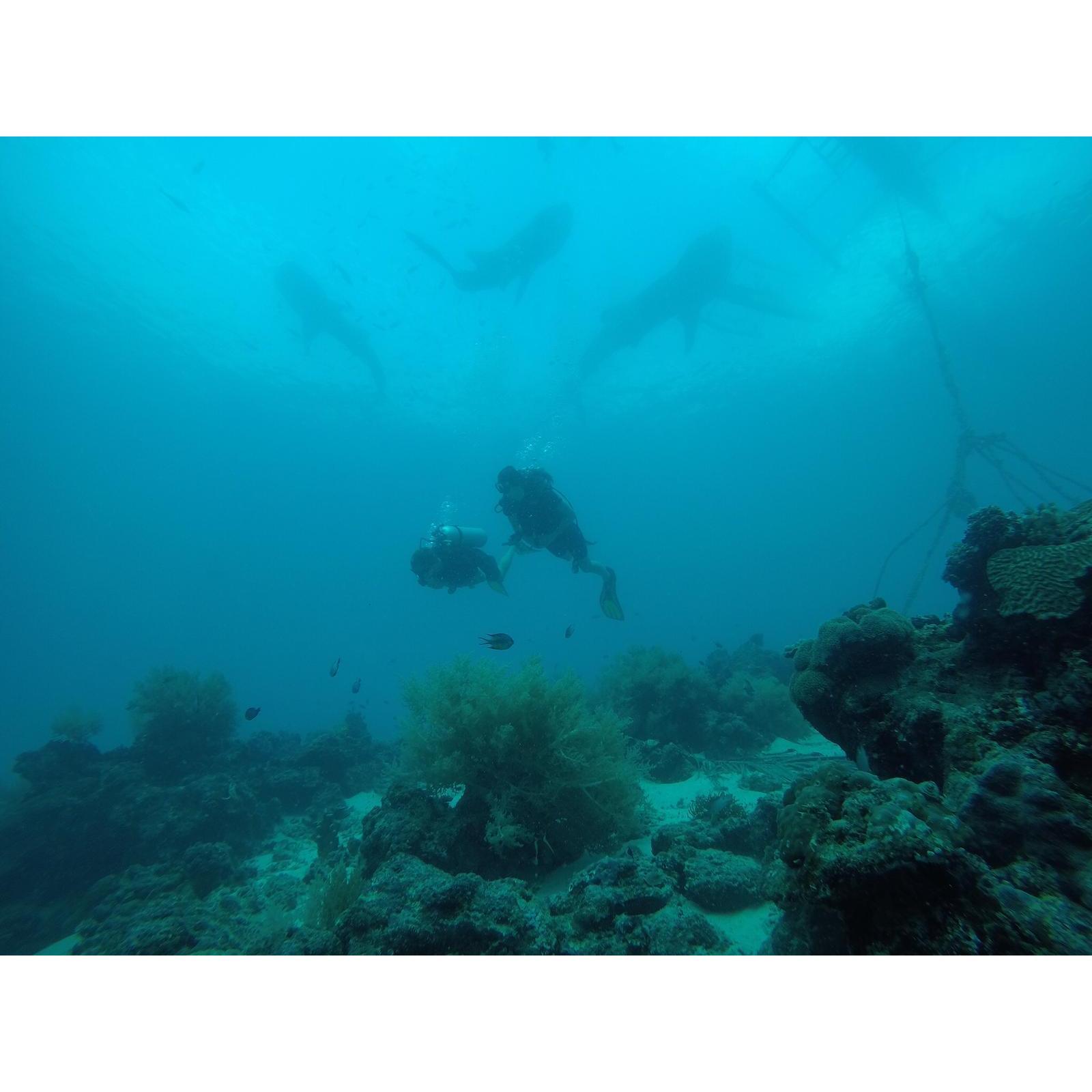 Diving with whale sharks -  Cebu, Philippines