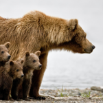 Montana Grizzly Encounter