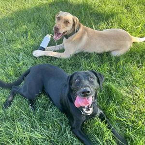 Unlimited Pet Treats and Vet Payments