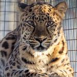 Zoological Wildlife Foundation