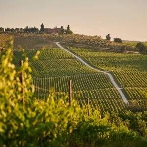 Wine tour in Tuscany