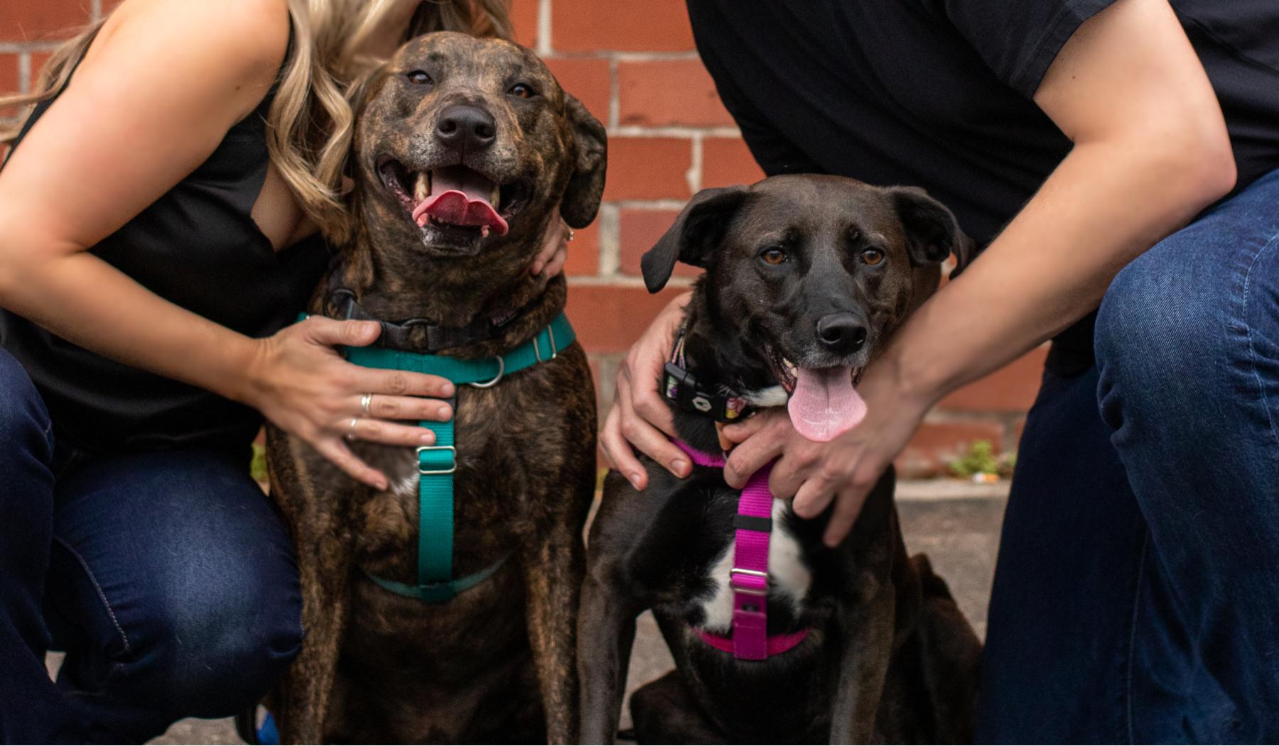 The Wedding Website of Amanda Johnson and Michael Dowie