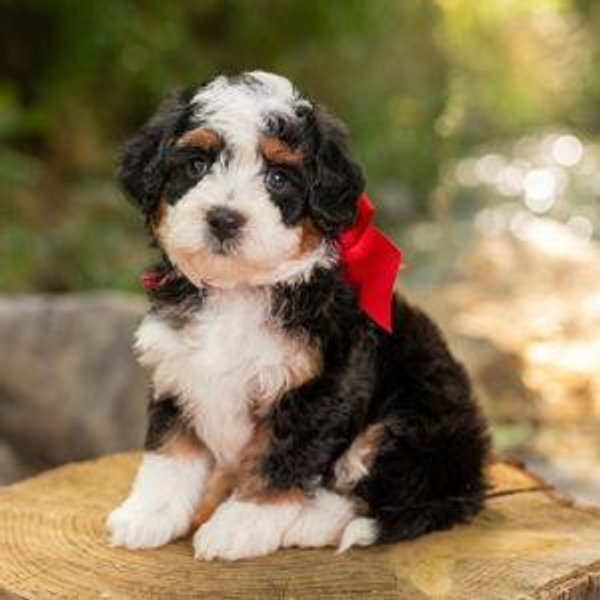Our New Puppy in 2027