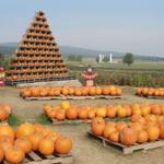Catoctin Mountain Orchard