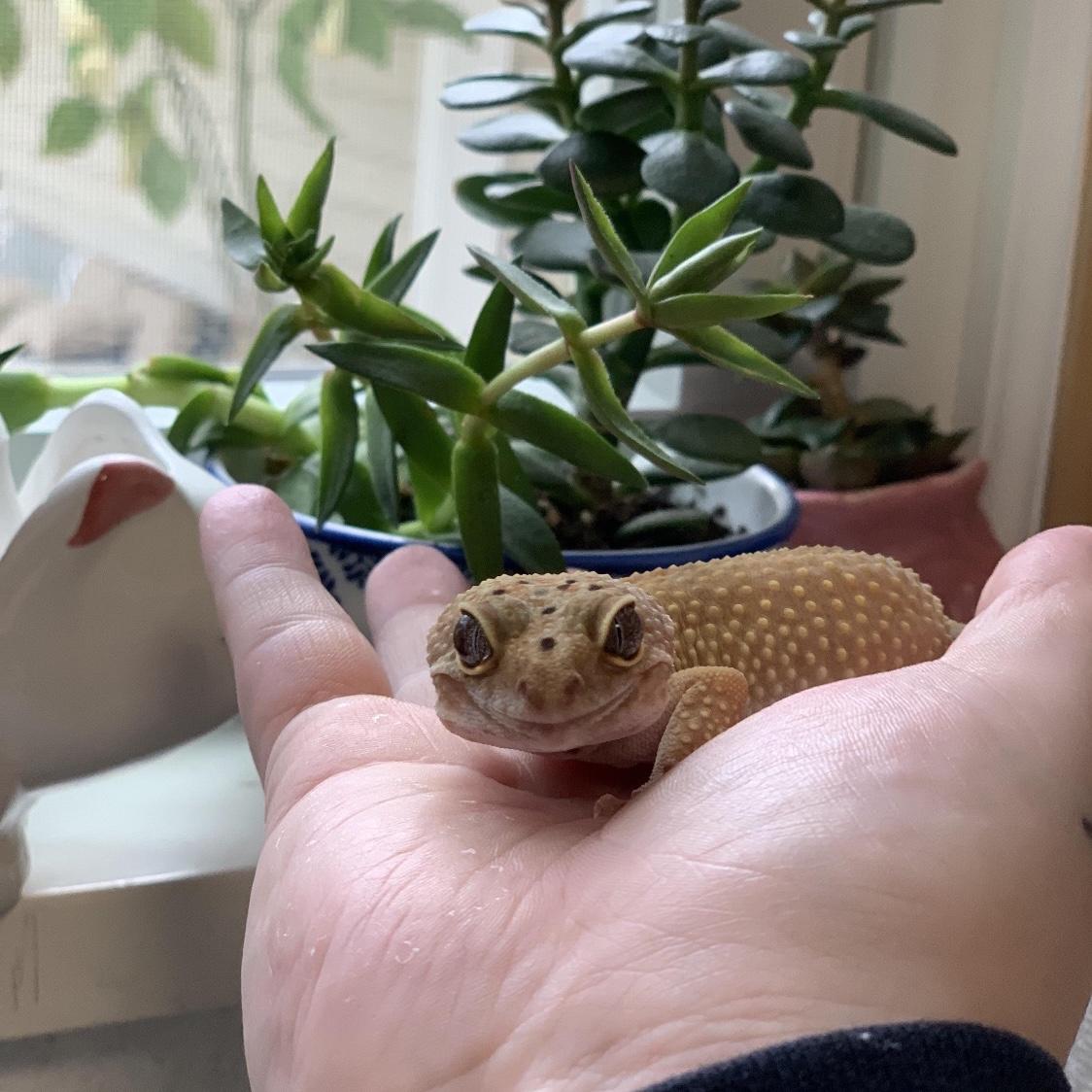Roku!