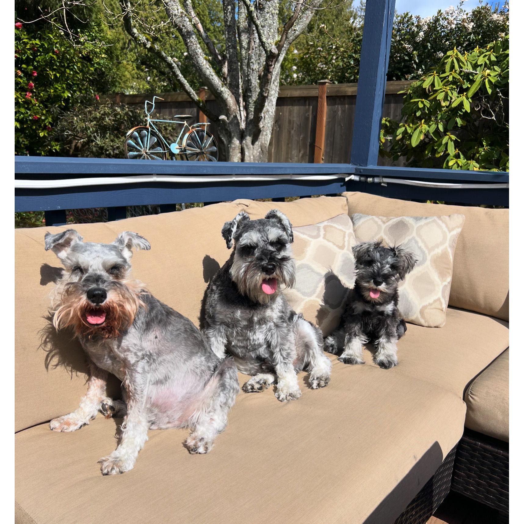 Manny, Toulouse, and Murray!