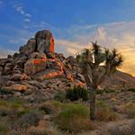 Joshua Tree National Park