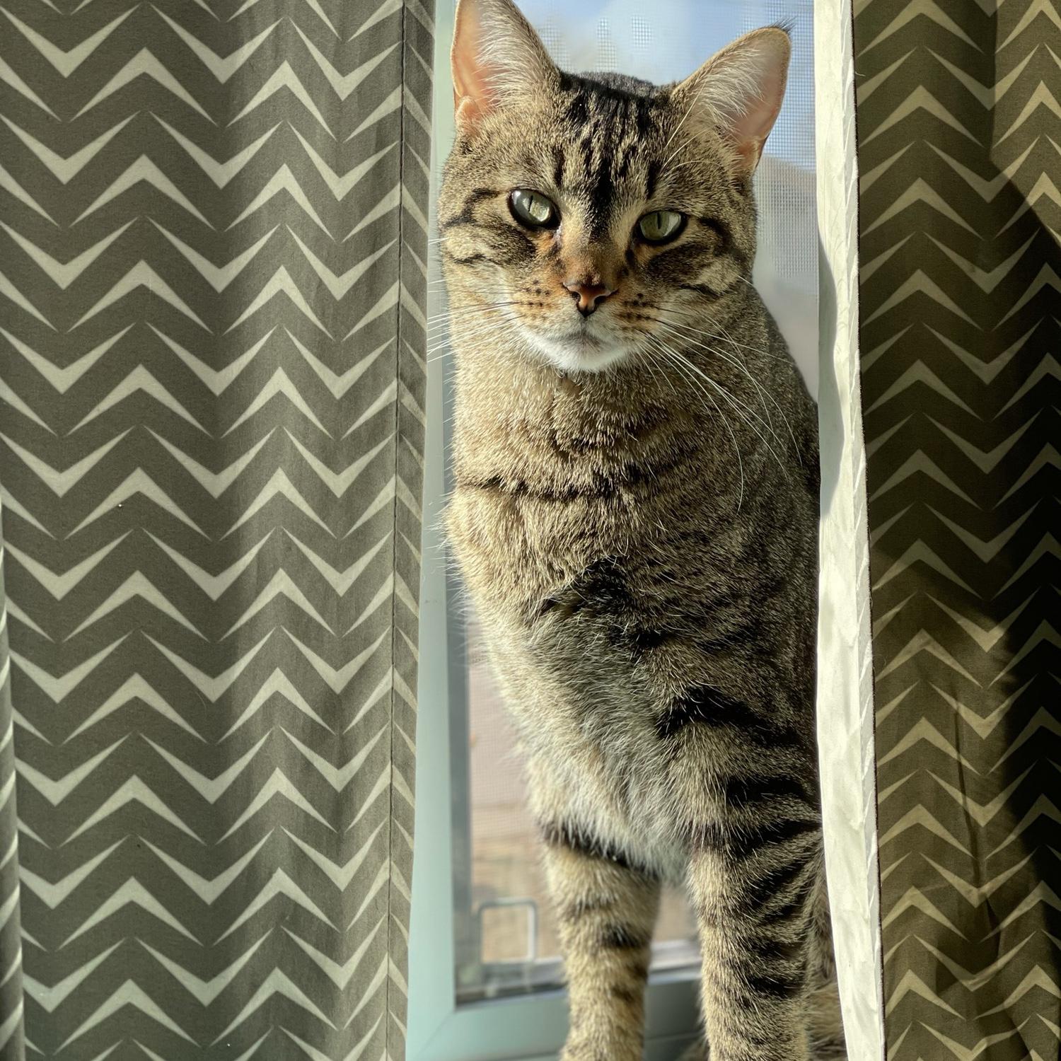 Our first cat Herbie :)
