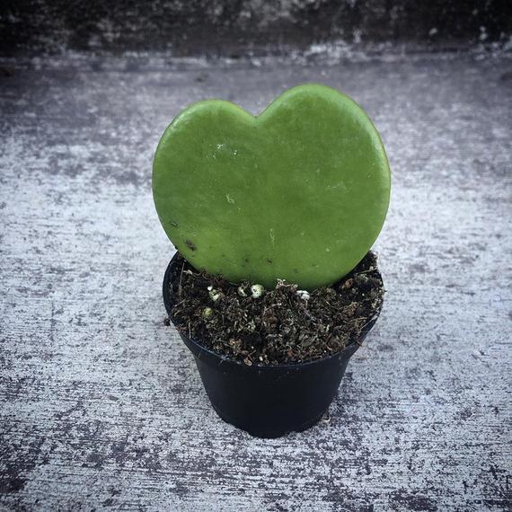 Amazing Sweetheart Waxplant - Hoya kerri - Easy to Grow House Plant - 2" Pot