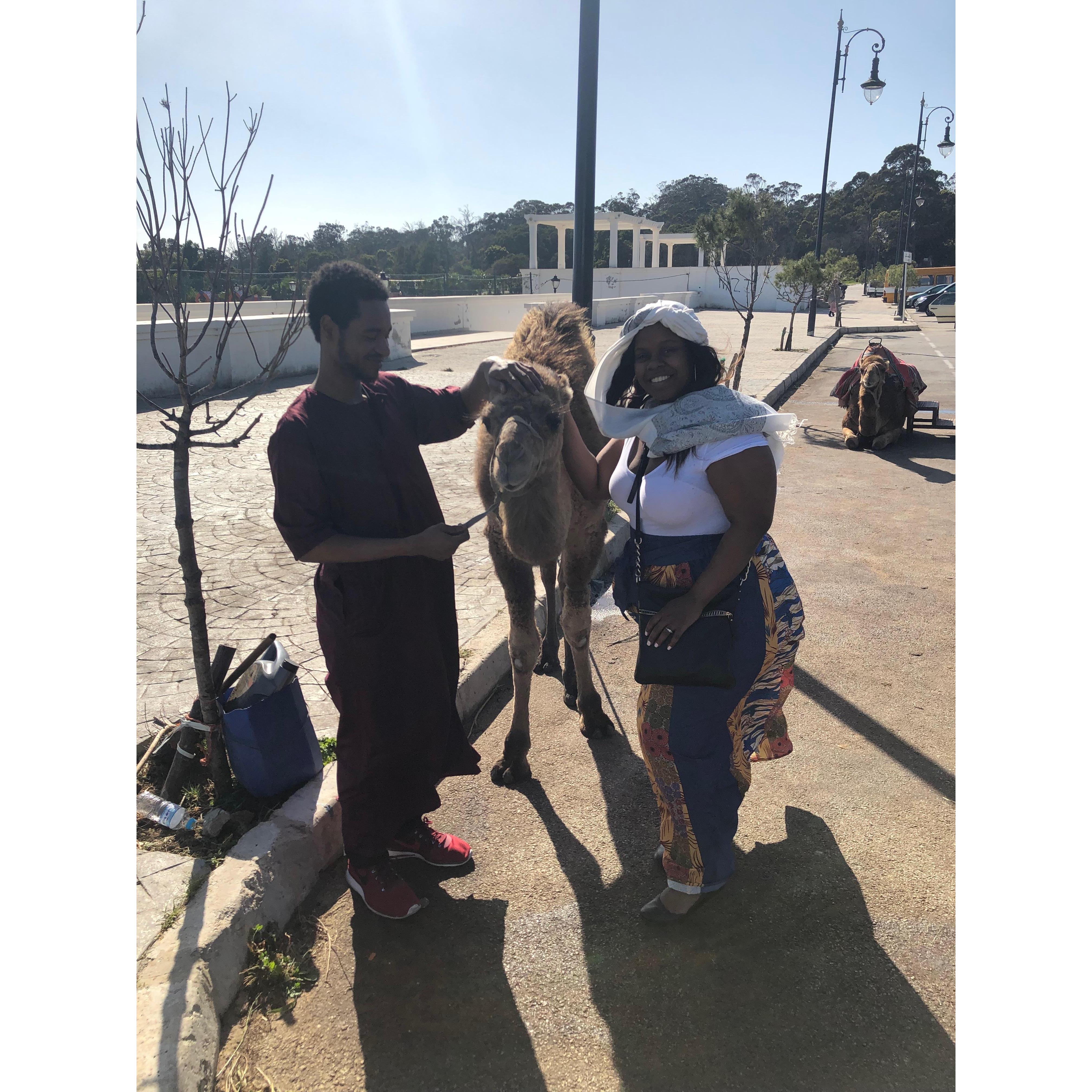 In Morocco, feeding camels