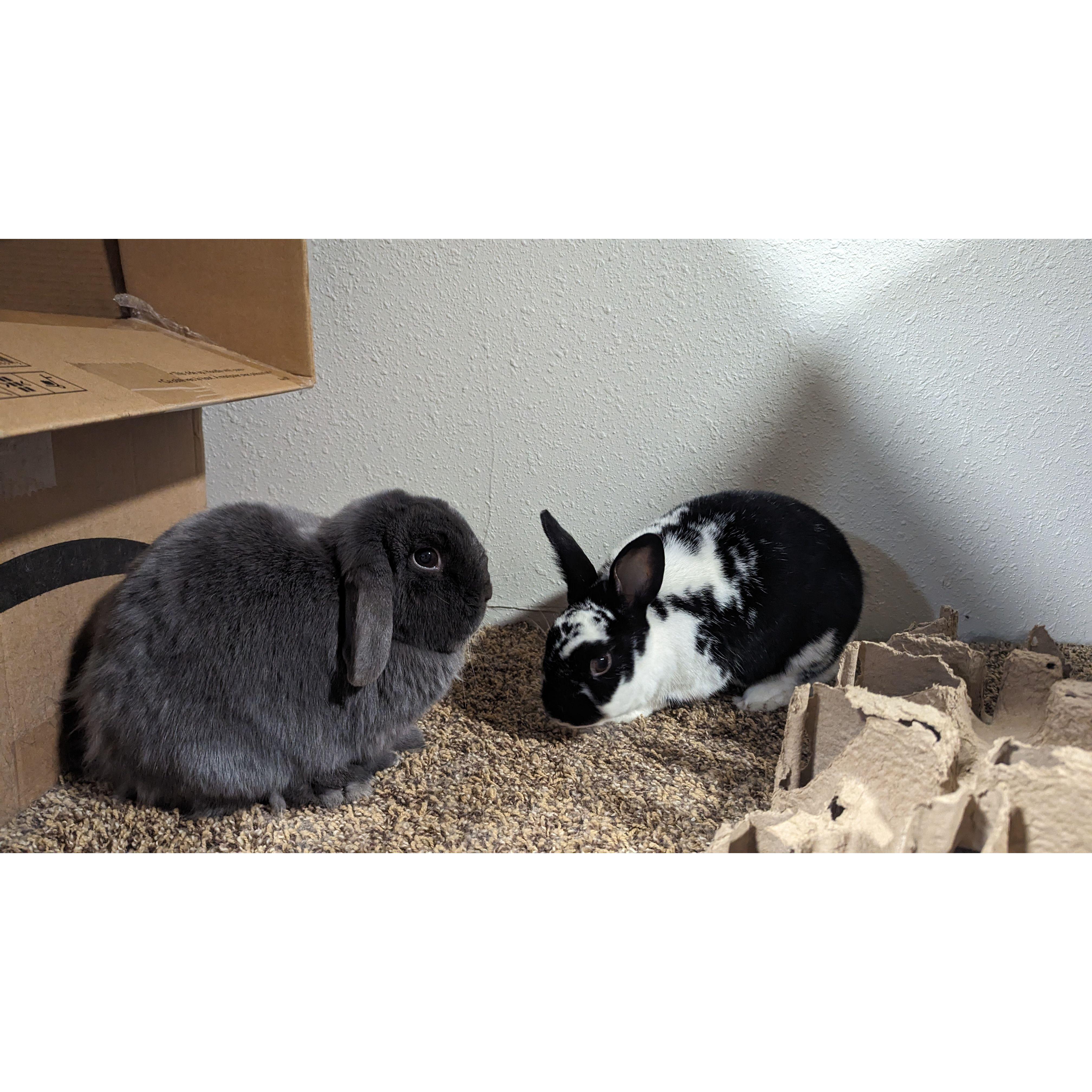 BUNNIES!!!