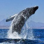 7 Seas Whale Watch