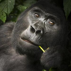 Uganda - Bwindi Mountain Gorilla Trekking (pay with credit card)