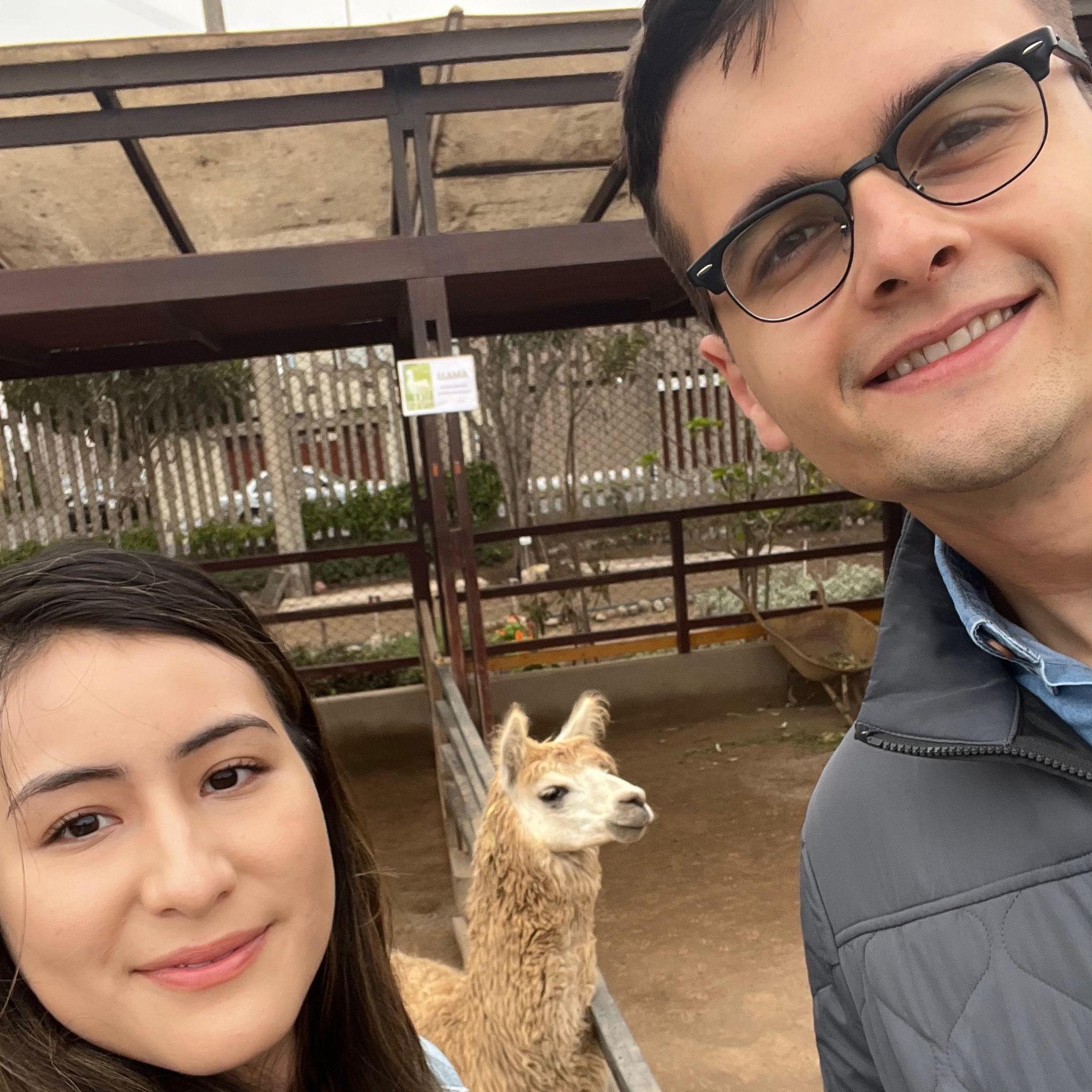 Visiting llamas in Lima