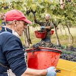 Tour at Zaccagnini winery
