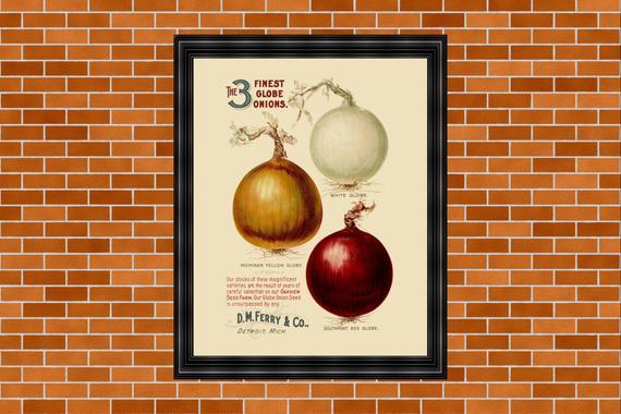 Onion Gardening Catalog Page, Printable Onion Wall Art, Kitchen Decor, Vegetable Print, Food Poster, 2 Sizes, Vintage Onion Illustrations