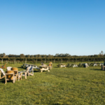 Palmer Vineyards
