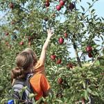 Woodstock Orchards and Bakery Barn