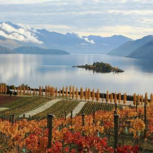 Honeymoon Activity - Wanaka Vineyard Tour