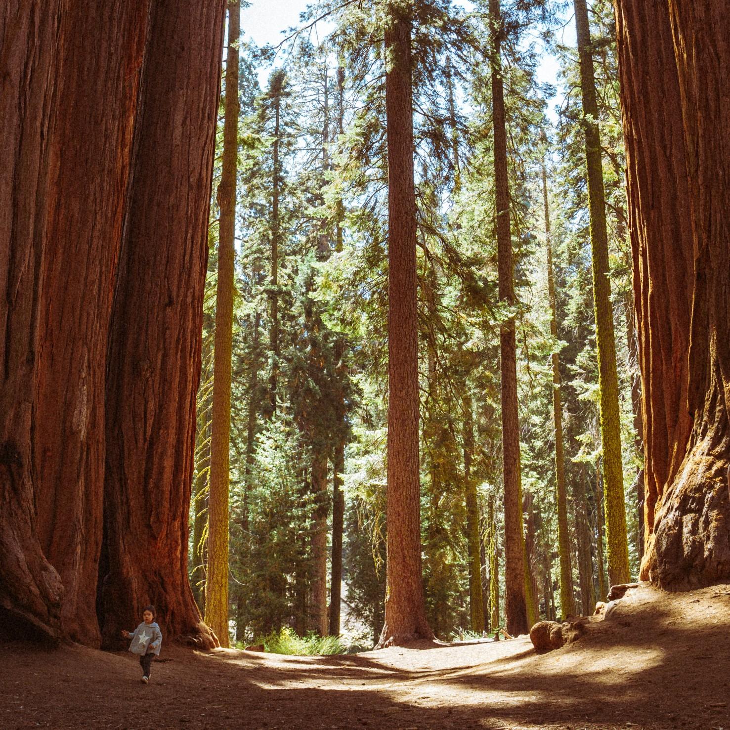 Sequoia NP