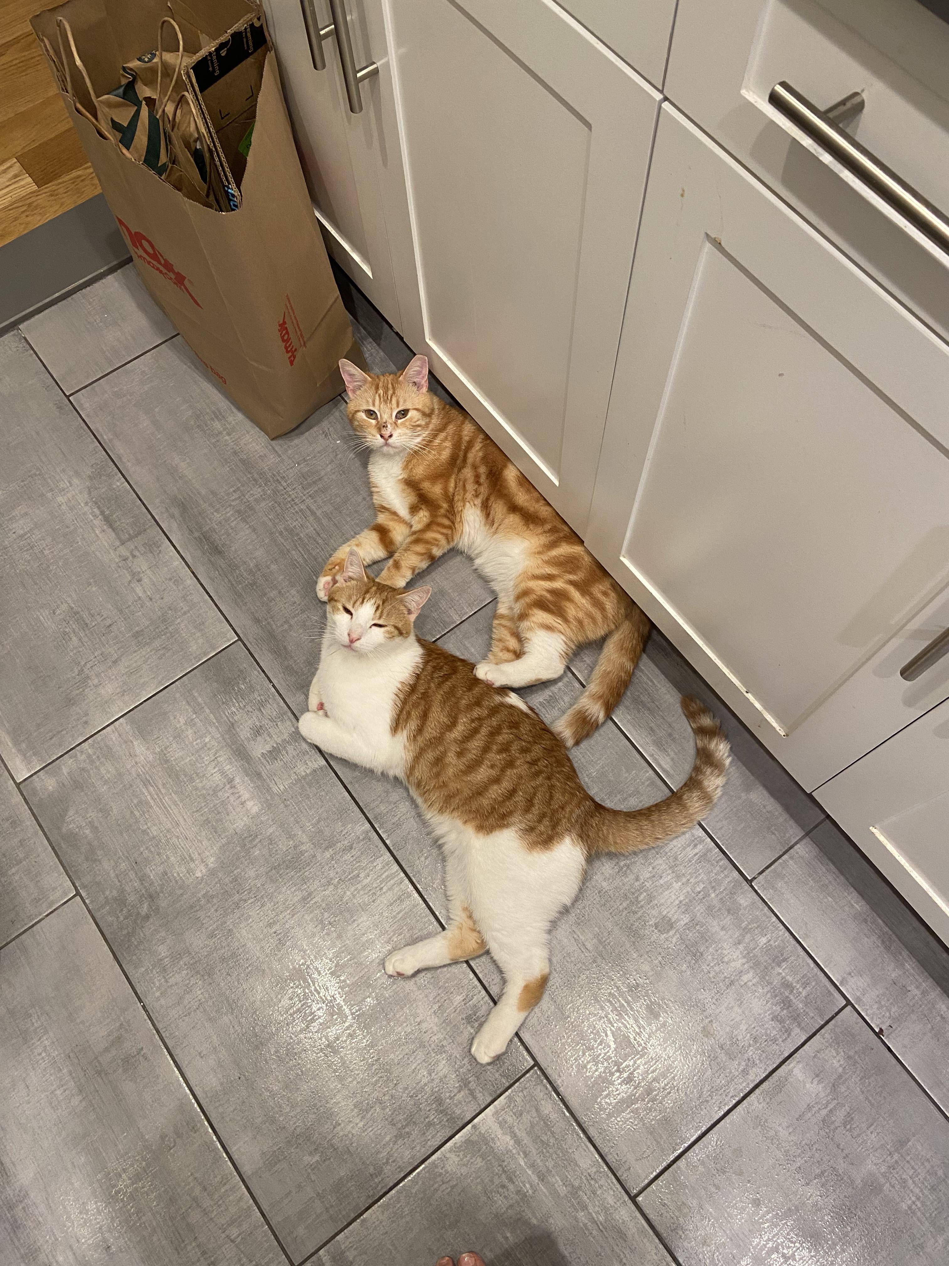 The Wedding Website of Alex Wertman and Ross Cardinal