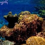 Buck Island Snorkel Tours