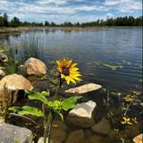Woodland Lake Park