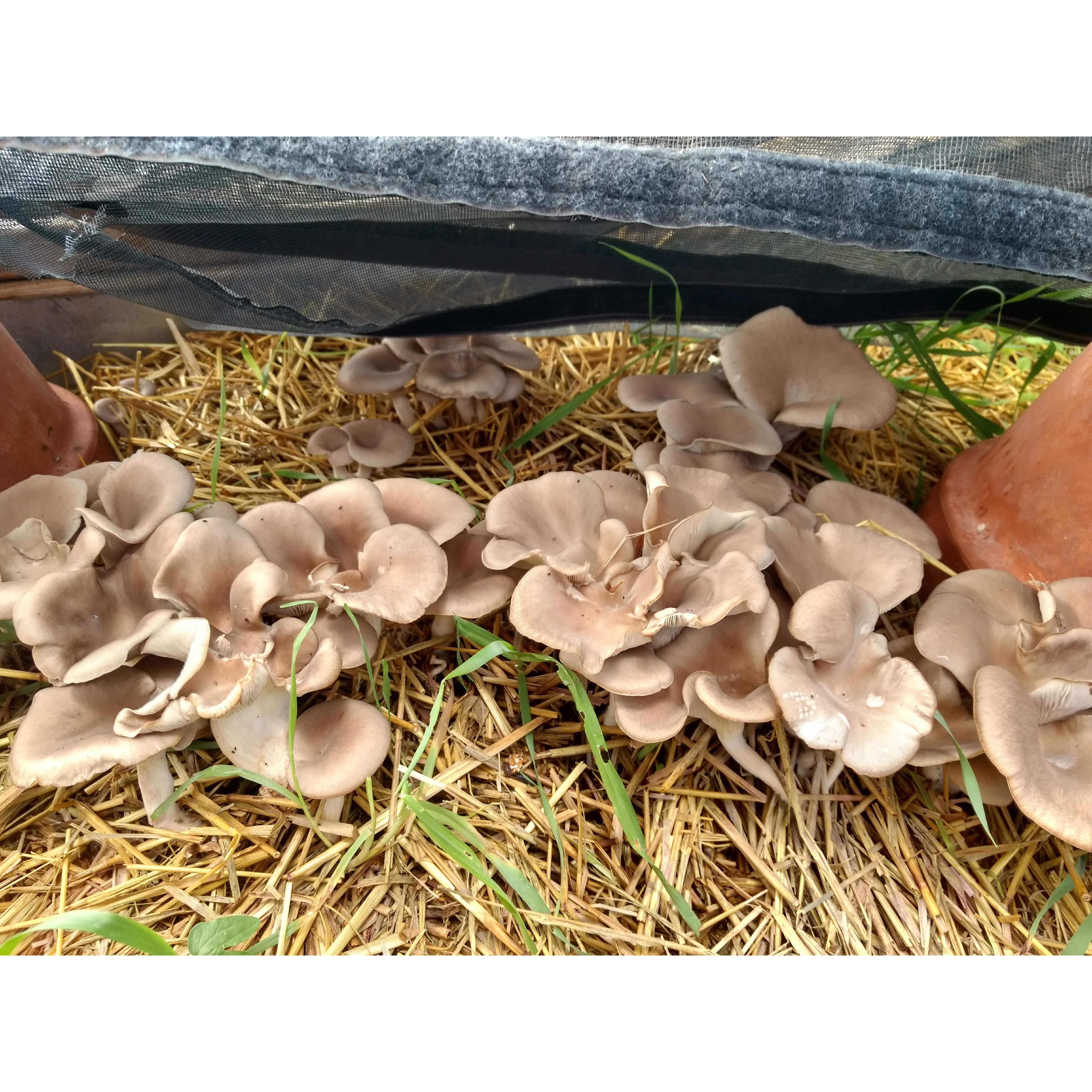 Mushrooms growing in the geodesic dome greenhouse that Ty manages.