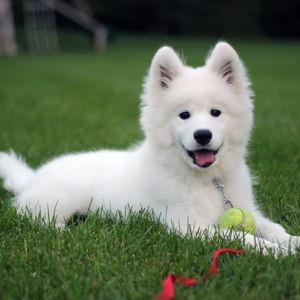 Puppy fund