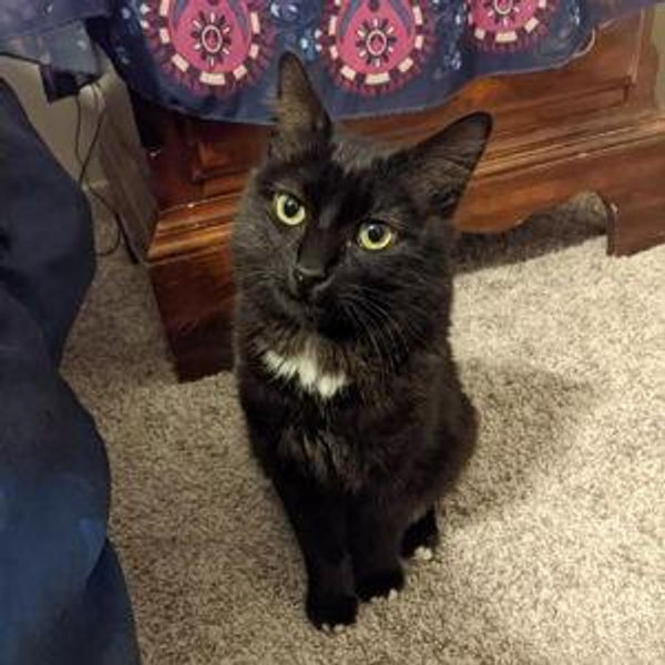 Nox's Toy Fund