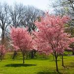 Branch Brook Park Drive
